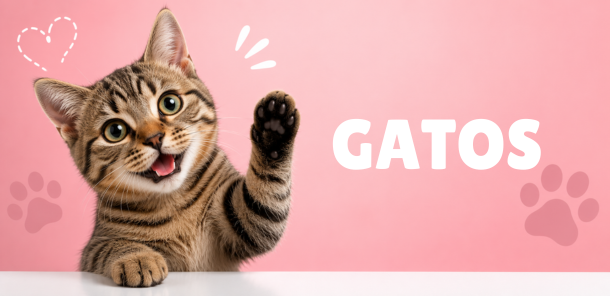 Banner Gatos