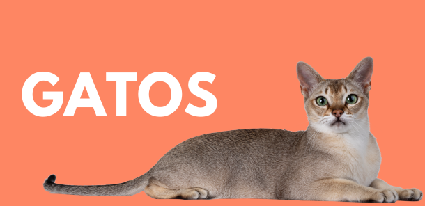 Banner categoría gatos
