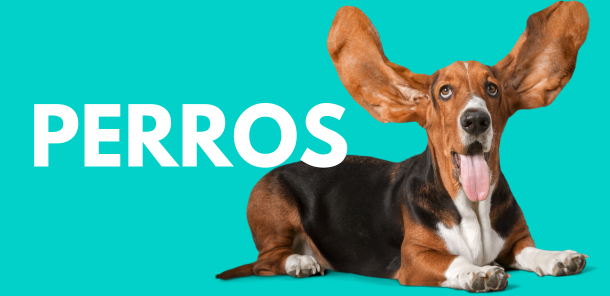 Banner categoría perros