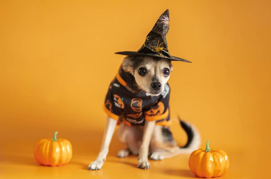 Imagen Halloween